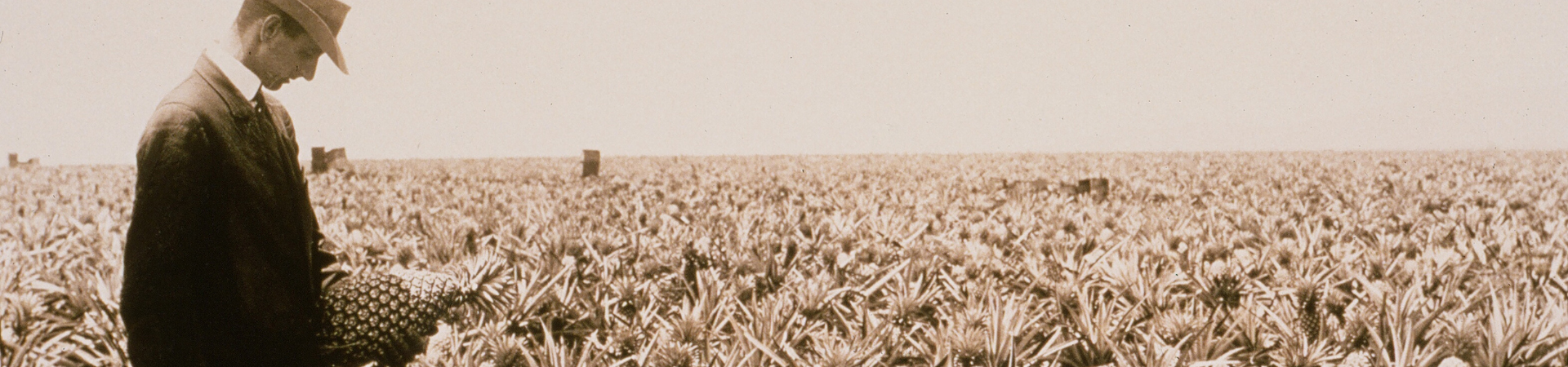 Grafik: James Drummond Dole betrachtet eine Ananas auf einer Plantage.