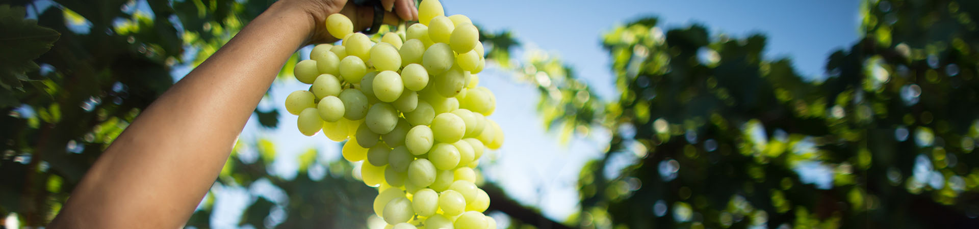 Grafik: Frische grüne Dole-Trauben werden draußen in die Luft gehalten